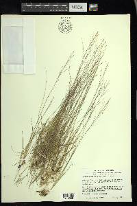 Muhlenbergia uniflora image