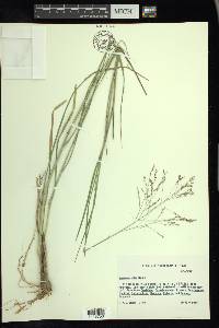 Panicum coloratum image