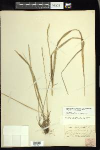 Oryzopsis asperifolia image