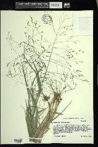 Panicum capillarioides image