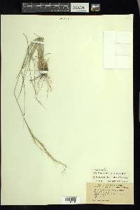 Nassella leucotricha image