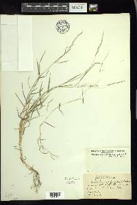 Muhlenbergia schreberi image