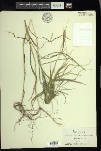 Muhlenbergia sobolifera image