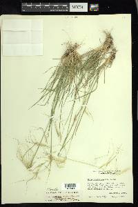 Nassella leucotricha image