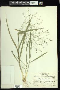 Panicum capillarioides image