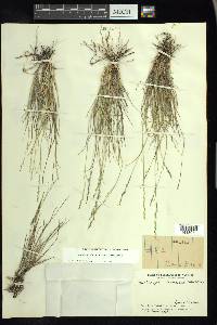 Muhlenbergia richardsonis image