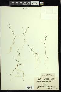 Muhlenbergia uniflora image