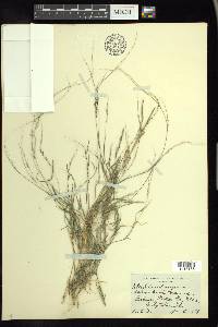 Muhlenbergia schreberi image