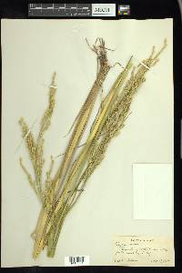 Oryza sativa image