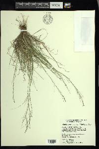 Muhlenbergia uniflora image