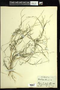 Muhlenbergia wrightii image