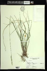 Oryzopsis asperifolia image