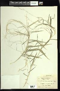 Muhlenbergia sobolifera image