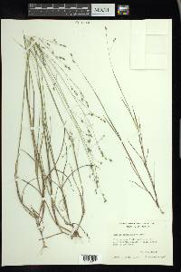 Kellochloa brachyantha image