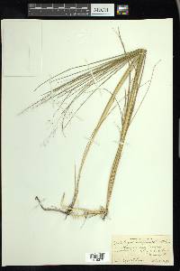 Muhlenbergia torreyana image