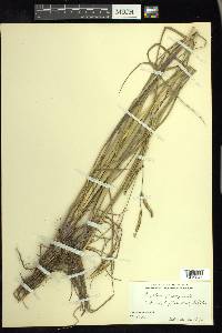 Paspalum praecox image