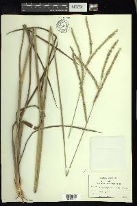 Paspalum floridanum image