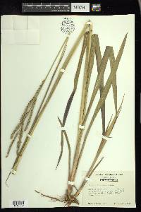 Paspalum floridanum image