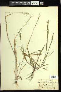 Kellochloa verrucosa image