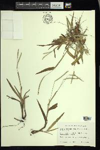 Paspalum setaceum var. ciliatifolium image