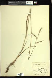 Paspalum arundinaceum image