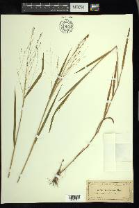 Kellochloa verrucosa image