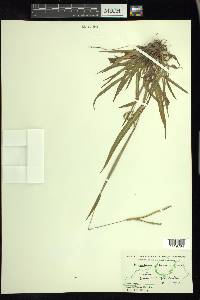 Paspalum longipilum image