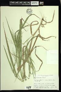 Panicum tuckermanii image