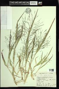 Panicum tuckermanii image