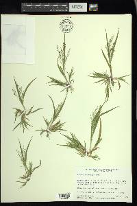 Panicum tuckermanii image