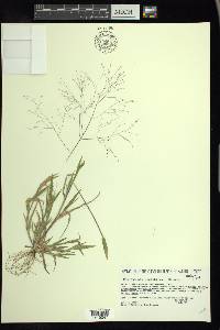 Panicum philadelphicum image