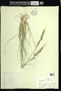 Pappophorum bicolor image