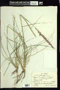 Pappophorum bicolor image