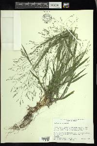 Kellochloa verrucosa image