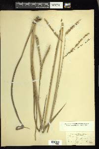 Paspalum floridanum image