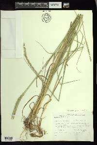 Pascopyrum smithii image