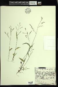 Kellochloa verrucosa image