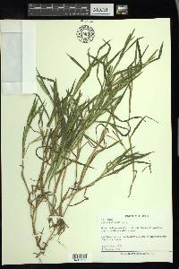 Paspalum dissectum image