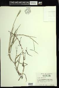 Paspalum distichum image