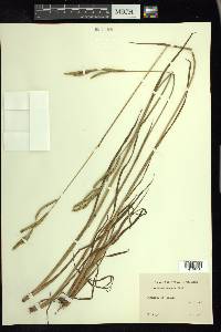 Paspalum praecox image