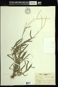 Paspalum conjugatum image