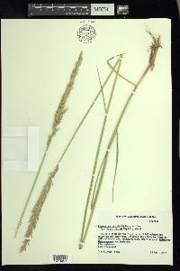 Pascopyrum smithii image