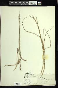 Paspalum bifidum image