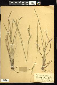 Paspalum praecox image