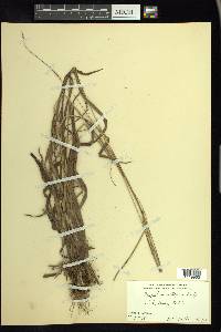 Paspalum setaceum var. ciliatifolium image