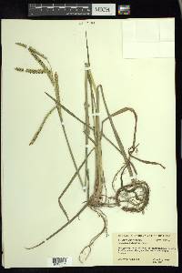 Paspalum dilatatum image