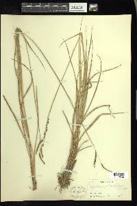 Paspalum plicatulum image