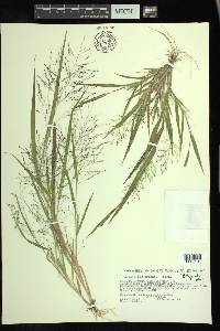 Panicum tuckermanii image