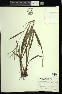 Paspalum setaceum var. ciliatifolium image