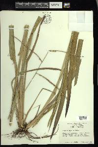 Paspalum floridanum image